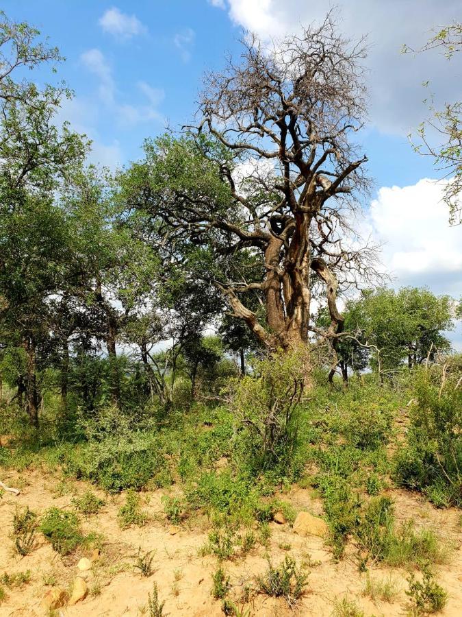 636 Itaga Safari Lodge, Mabalingwe Nature Reserve Mabula Game Reserve Esterno foto