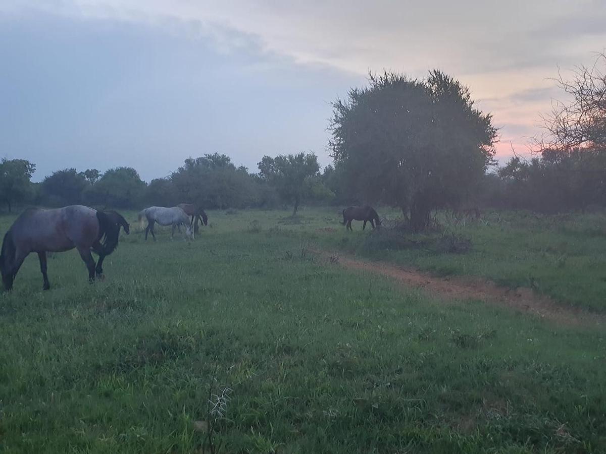 636 Itaga Safari Lodge, Mabalingwe Nature Reserve Mabula Game Reserve Esterno foto