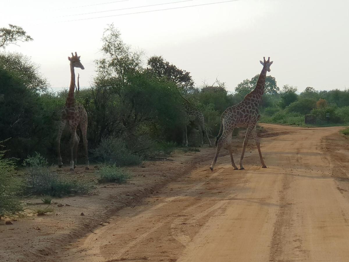 636 Itaga Safari Lodge, Mabalingwe Nature Reserve Mabula Game Reserve Esterno foto