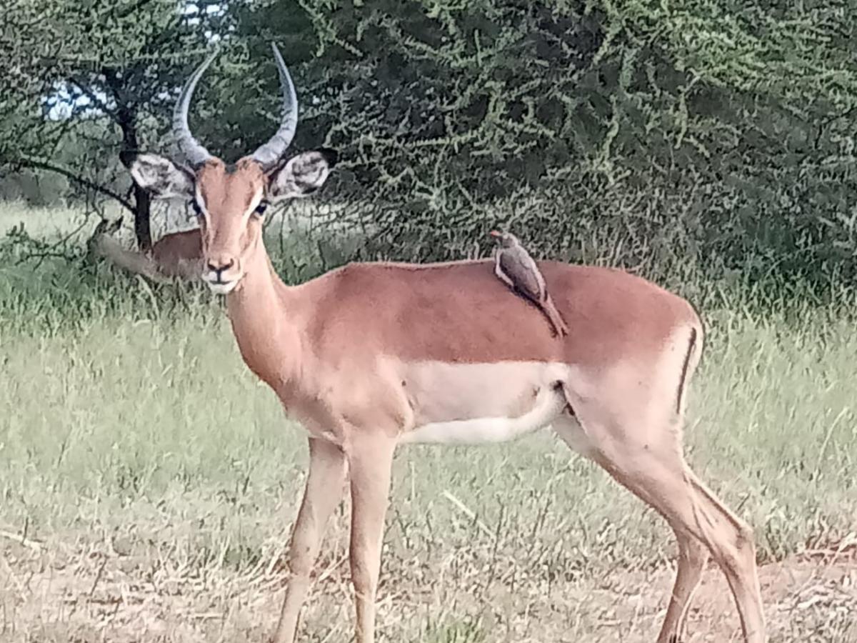 636 Itaga Safari Lodge, Mabalingwe Nature Reserve Mabula Game Reserve Esterno foto